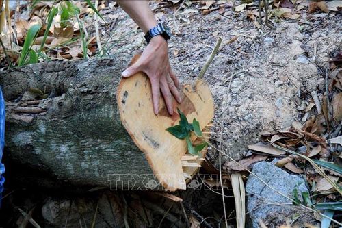 Bắt quả tang ba đối tượng cưa hạ hàng loạt cây rừng tại Đà Lạt