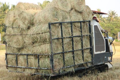 Cuộn rơm thuê, nông dân miền Tây thu nhập tiền triệu mỗi ngày