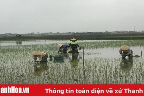 Những người đi cấy lấy công