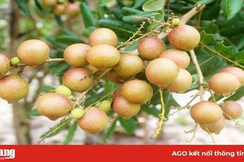 Đánh giá điều kiện an toàn thực phẩm đối với Tổ hợp tác sản xuất nhãn Mỹ Đức