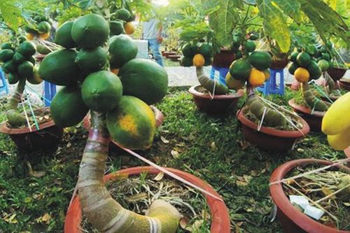 Hiệu quả mô hình trồng đu đủ Nhật