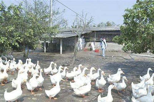 Không chủ quan với dịch cúm gia cầm