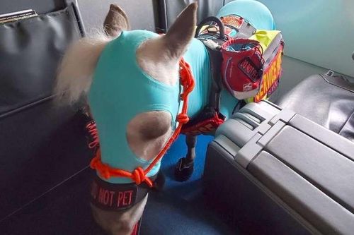 Ngựa trắng khởi hành cùng chủ trên khoang hạng nhất