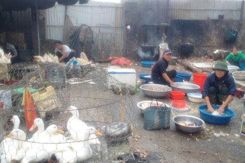Các chợ đầu mối tăng cường phòng, chống dịch cúm A/H5N6
