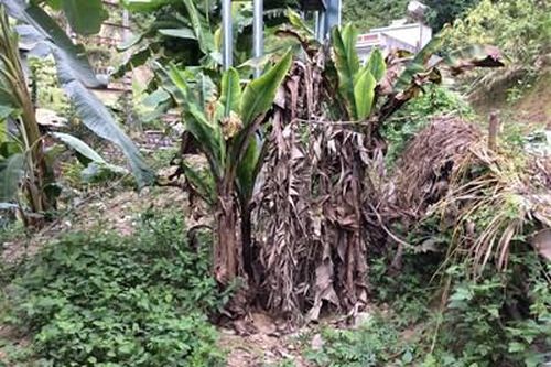 Ngăn ngừa, kiểm soát sinh vật ngoại lai xâm hại ở Hà Giang