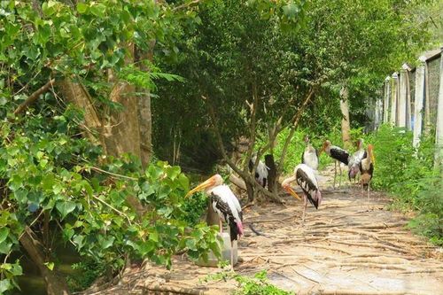 Khẩn cấp tăng cường phòng cháy, chữa cháy đối với Vườn chim Bạc Liêu