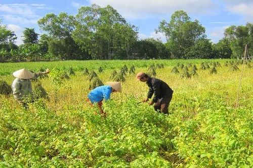 Ảnh hưởng dịch Covid-19, An Giang tính giải pháp thúc đẩy tiêu thụ nông sản