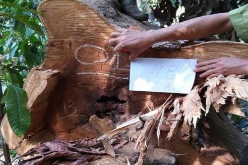 Doanh nghiệp ở Đắk Nông để mất trắng hàng trăm ha rừng