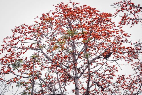Đẹp ngỡ ngàng cây gạo đỏ rực có gần 30 đàn ong làm tổ ở Nghệ An