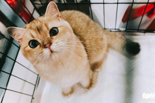 Những chú mèo ngộ nghĩnh lần đầu tiên được 'tranh tài' tại Việt Nam