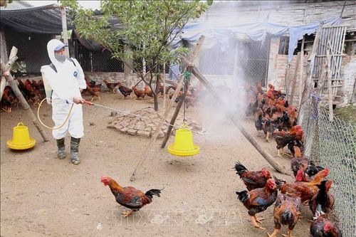 Chủ động kiểm soát vận chuyển, giết mổ, buôn bán gia cầm