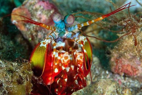 25 loài 'quái thú' kỳ dị nhất hành tinh