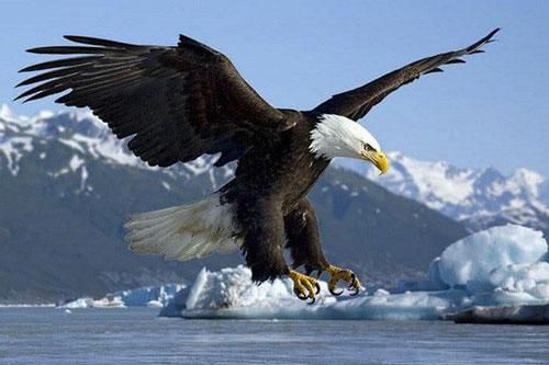 Vì sao 'chúa tể bầu trời' phải đập gãy mỏ, bẻ móng vuốt năm 40 tuổi