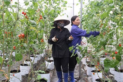 Tăng cường tư vấn hỗ trợ và cung cấp dịch vụ cho thành viên HTX