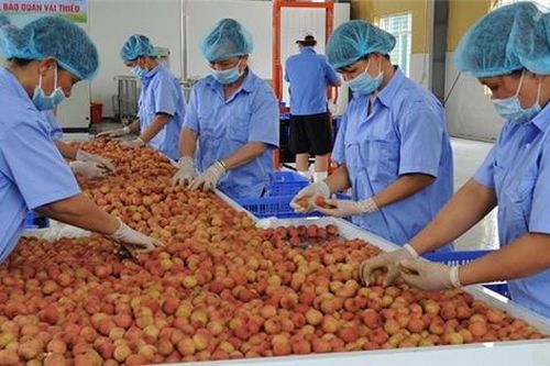 Cơ giới hóa và chế biến nông sản Việt cần 'cú đấm thép' về chính sách