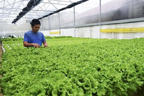 Trồng rau thủy canh giữa lòng đô thị