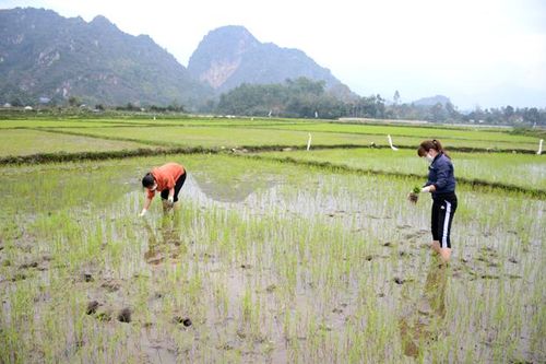 Thiện Kế thực hiện 4 đúng trong chăm sóc lúa xuân