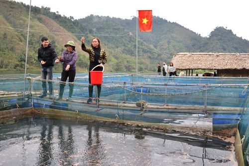 Hợp tác nuôi cá lồng để phát triển kinh tế