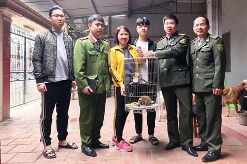 Phát hiện một cá thể Culi quý hiếm ở T.P Thái Nguyên