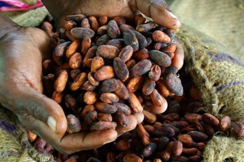 Giá ca cao có thể tiếp tục tăng cao do thiếu hụt nguồn cung từ Ghana
