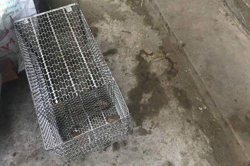 Khởi tố người đâm chết hàng xóm vì bị bẫy mèo