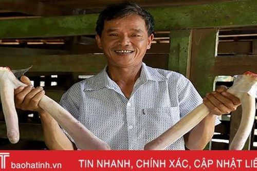 'Vựa' hươu Hà Tĩnh ước thu 160 tỷ đồng từ lộc nhung