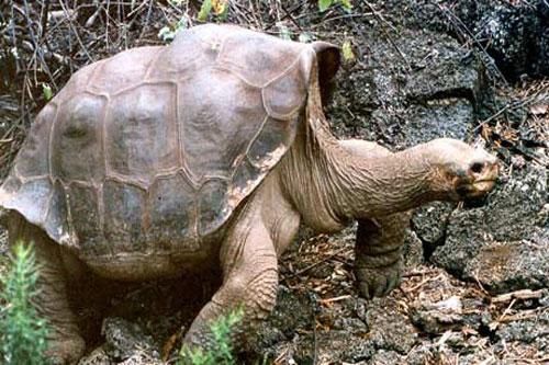 Tìm thấy hậu duệ của rùa khổng lồ 'George cô đơn' đã tuyệt chủng