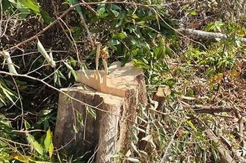 Rừng Tây Nguyên liên tục bị tàn phá