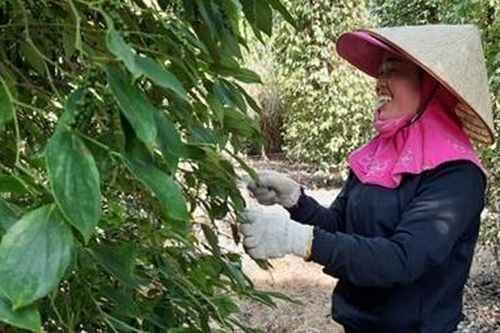 Xuất hiện tình trạng thu mua tiêu non