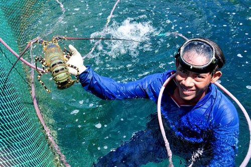 'Giải cứu tôm hùm Phú Yên giá 200.000 đồng/kg là tin thất thiệt'