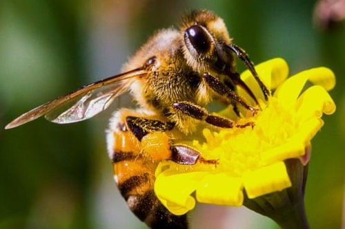 California đóng cửa một con phố vì 40.000 ong sát thủ vỡ tổ