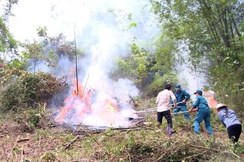 Nguy cơ cháy rừng 'cực kỳ nguy hiểm', Bộ Nông nghiệp đề nghị cấp bách phòng chống