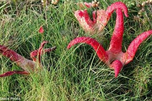 Xuất hiện nấm ngoài hành tinh nở ra từ trứng ở Anh