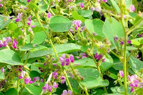 Tác dụng của cây kim tiền thảo