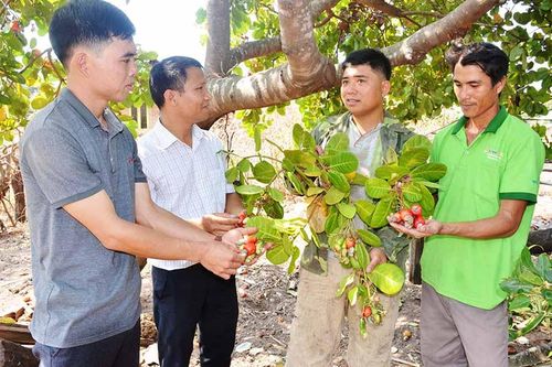 Nông hội ở Ia Lâu phát huy hiệu quả
