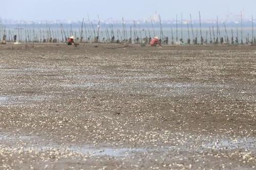 Ngao chết trắng biển ở Hà Tĩnh, dân thiệt hại tiền tỷ