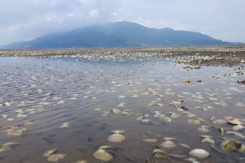 Ngao chết trắng đầm không rõ nguyên nhân, nông dân Hà Tĩnh điêu đứng