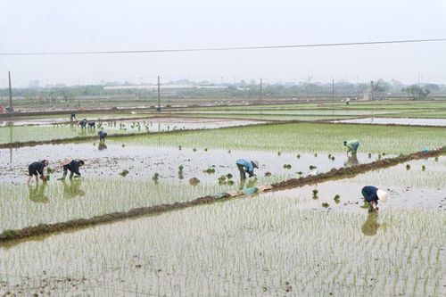 Hà Nội bảo đảm đủ nước nhưng tiến độ gieo cấy chậm