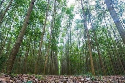 Phát hiện người đàn ông tử vong trong tư thế treo cổ tại vườn keo