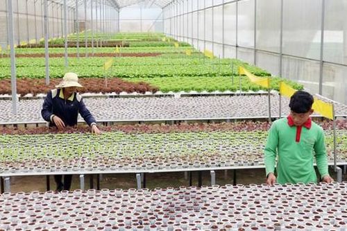 Bình Phước tập trung phát triển nông nghiệp ứng dụng công nghệ cao
