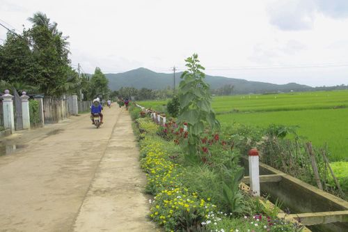 Thảm hoa trên những con đường quê