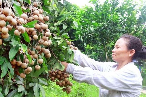 Doanh nghiệp xuất khẩu nông sản Việt tìm đường sang Hoa Kỳ