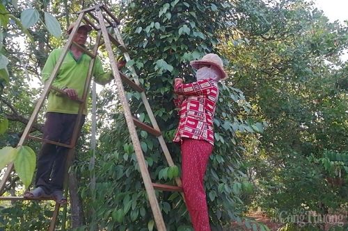 Bình Phước: Người dân 'kêu trời' vì tiêu rớt giá
