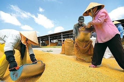 Cơ hội phục hồi cho xuất khẩu gạo