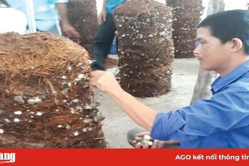 Nông dân liên kết phát triển nghề trồng nấm