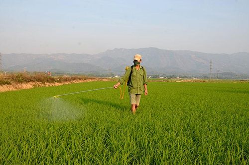 Tập trung phòng trừ sâu bệnh hại lúa đông xuân