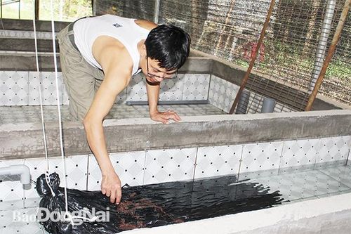 Phát triển mô hình nuôi lươn không bùn