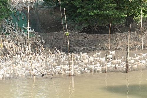 Chủ động phòng, chống dịch cúm gia cầm (cúm A/H5N1) trên địa bàn tỉnh