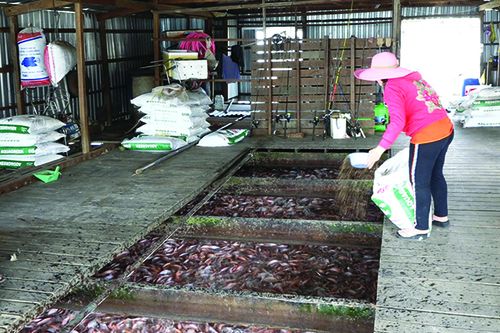 Mở rộng khu quy hoạch nuôi, bố trí 295 bè khắc phục cá chết