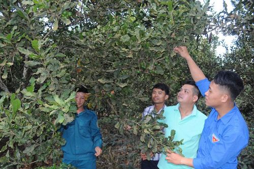 Tổ hợp tác thanh niên sản xuất mắc ca